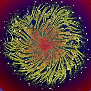 Eshel Ben-Jacob Image of bacterial vortex formation in response to the antibiotic Septrin showing colonies of Penibacillus dedritiformis